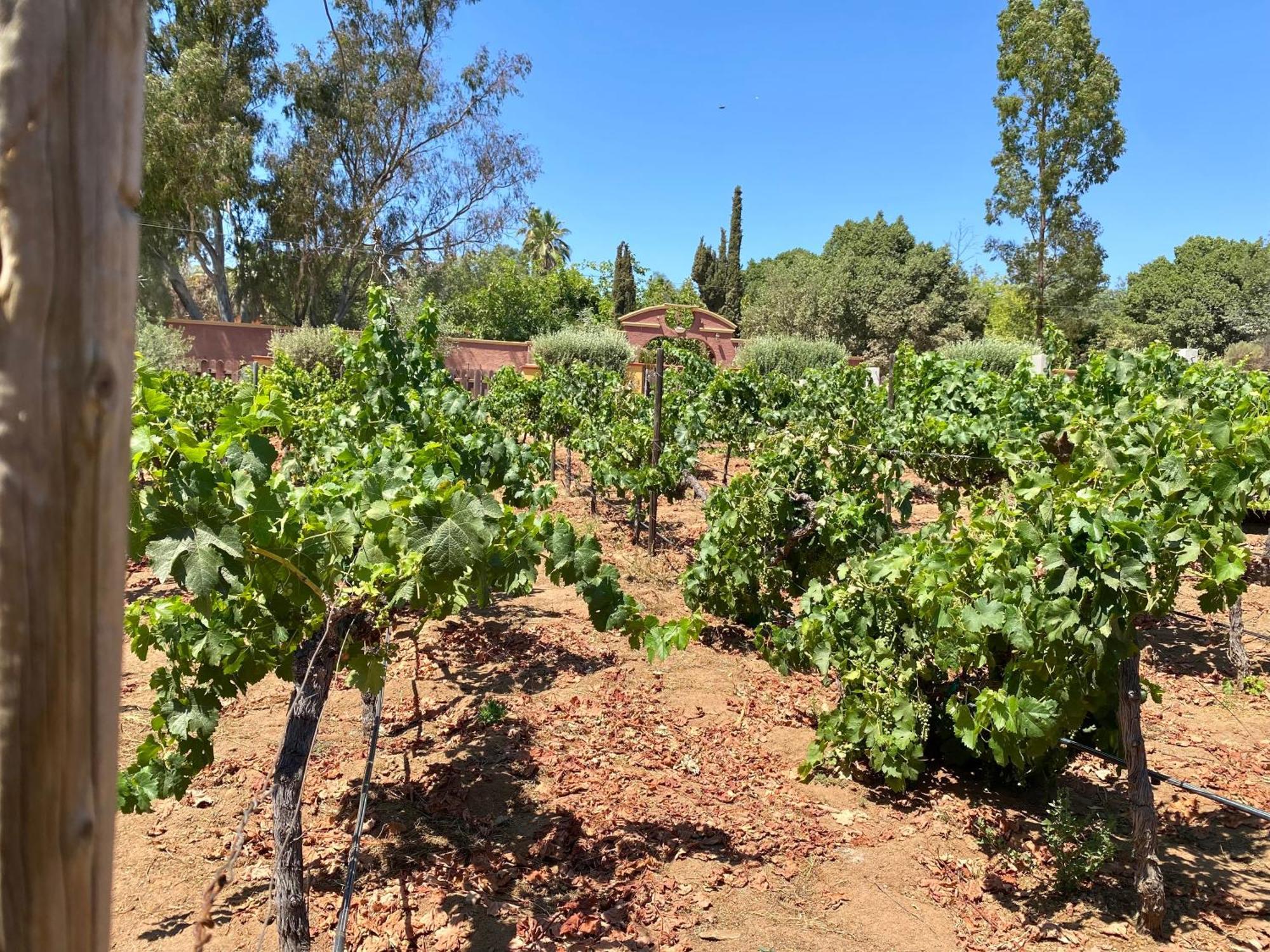 מלון ואלה דה גוואדלופה Tierra Mia Hacienda Ruta Del Vino מראה חיצוני תמונה