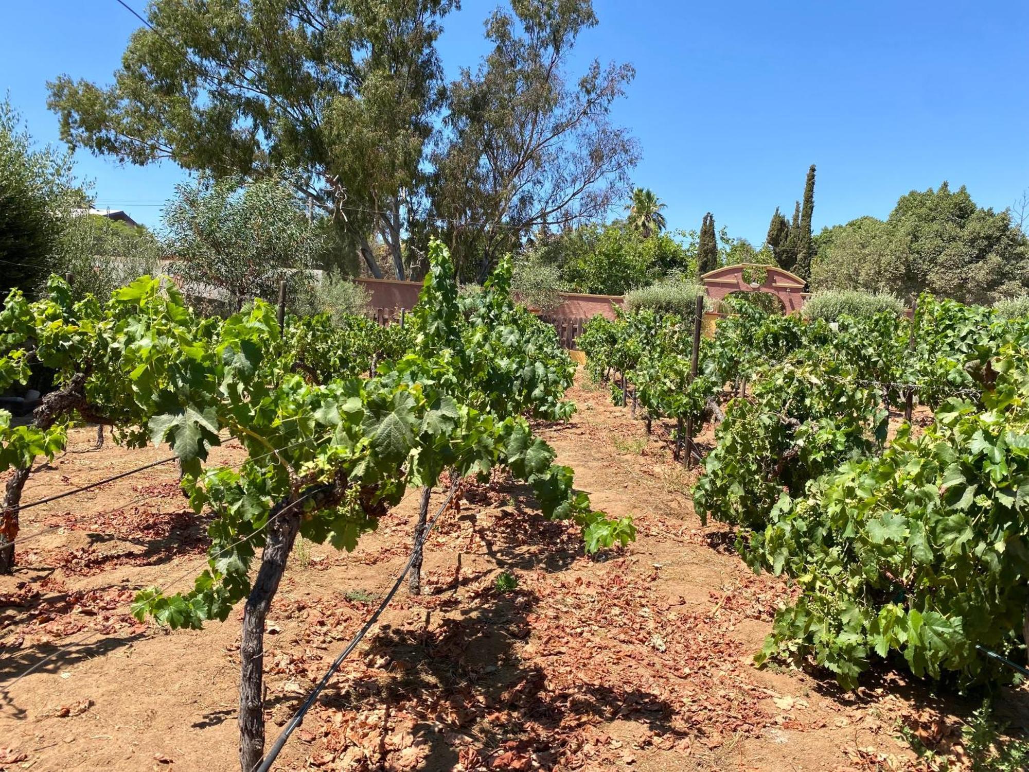 מלון ואלה דה גוואדלופה Tierra Mia Hacienda Ruta Del Vino מראה חיצוני תמונה